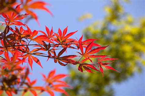 红枫树风水|家里种红枫，风水好坏由你决定（红枫树的风水效应与如何在家里。